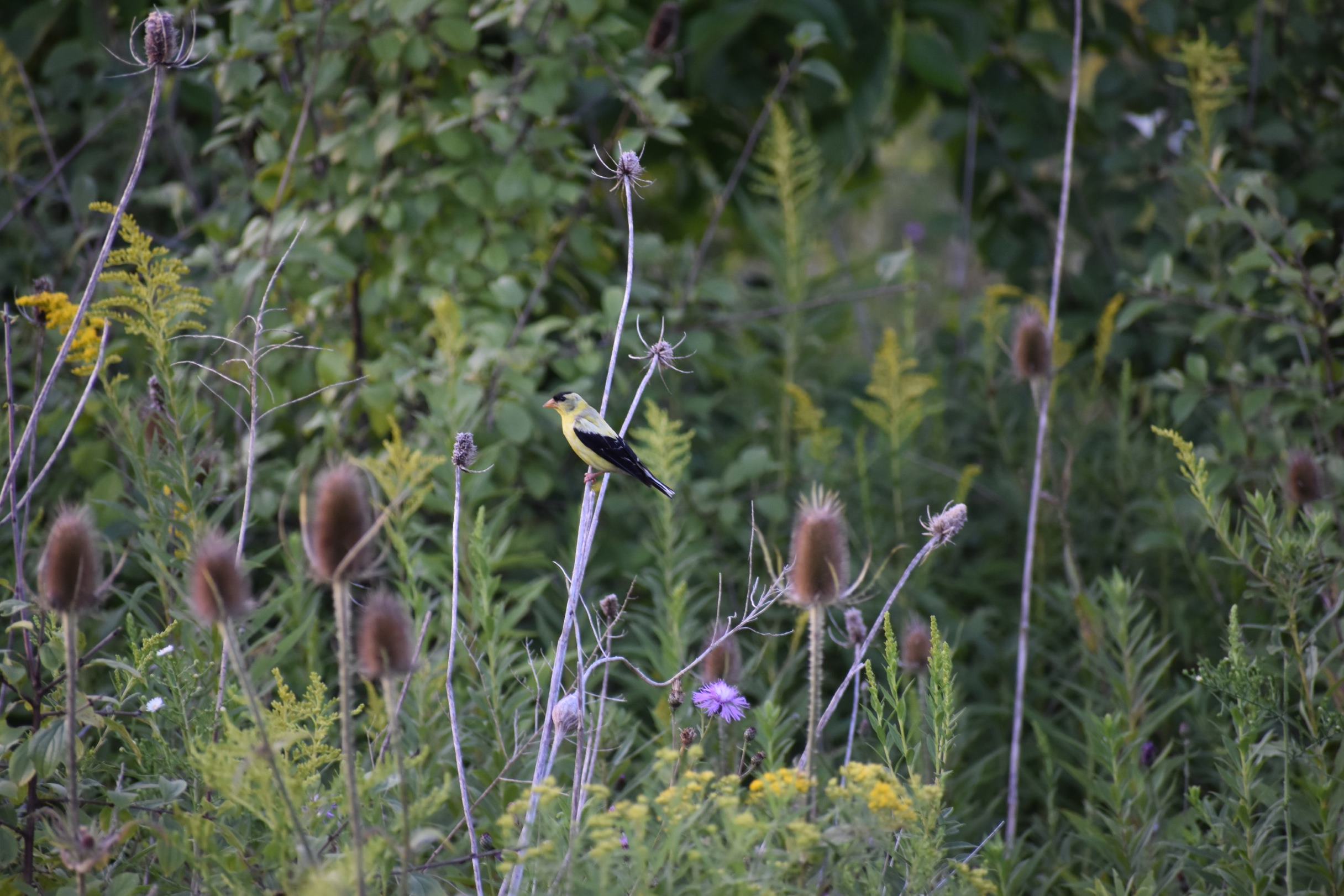 Gold Finch